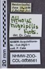 Etiketten zu Athous nigropilis (NHMW-ZOO-COL-0008561)